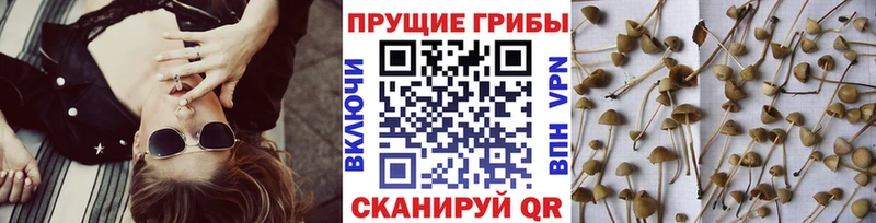 закладки  Новодвинск  Галлюциногенные грибы Magic Shrooms 